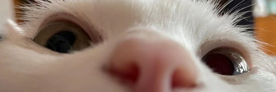 z1_mario's profile banner image