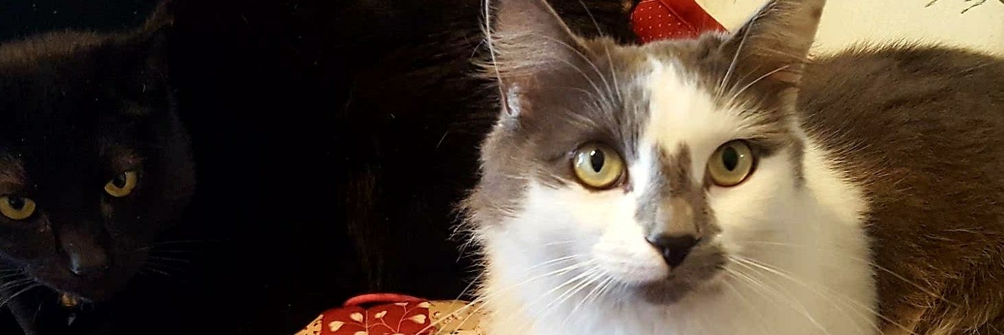 AshaleyFaye's profile banner image