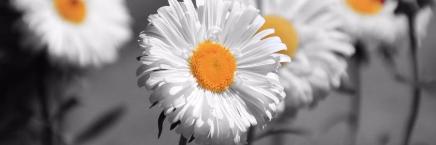 cansuu1233's profile banner image