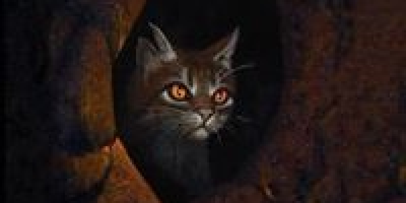 tigerstar211's profile banner image