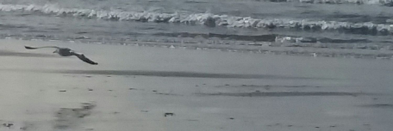 mountmaunganui1's profile banner image
