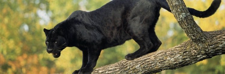 Bagheera 🐈‍⬛🏴‍☠️⚔️ banner