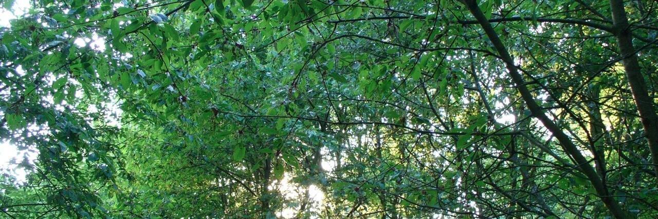 Dr. Tracey Denton-Calabrese banner