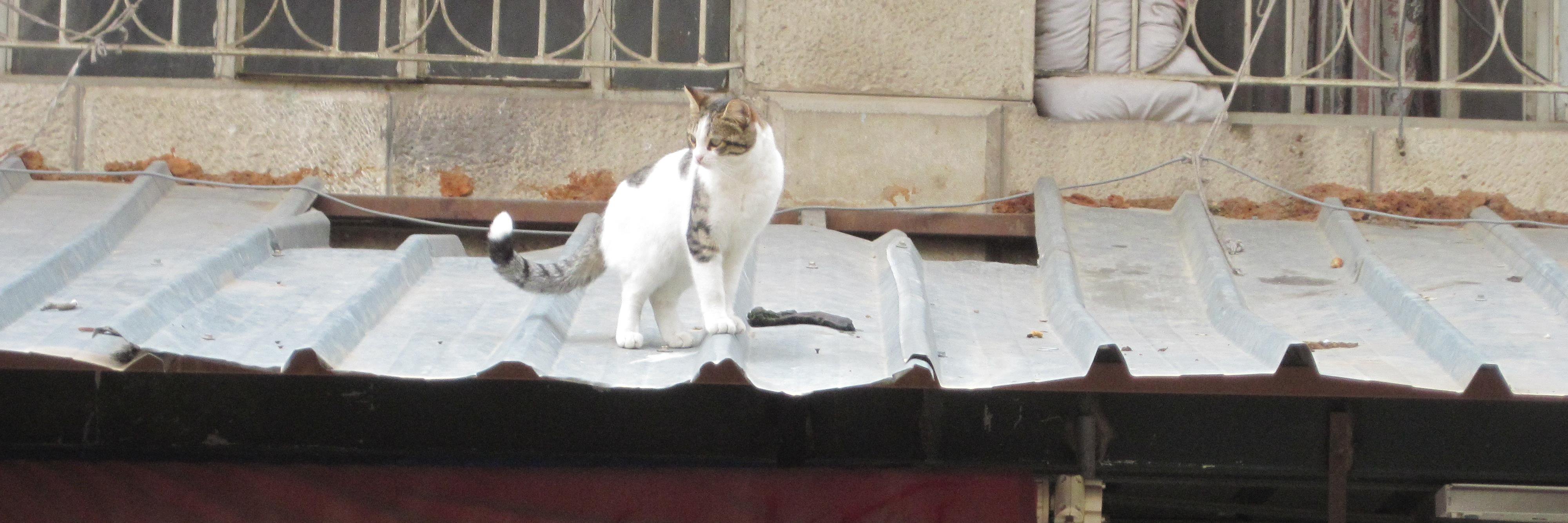 Cat45160's profile banner image