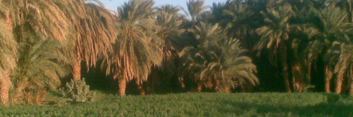 ahamdhashm7's profile banner image