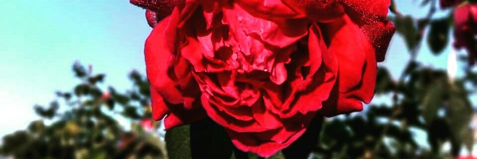 ira_luik's profile banner image