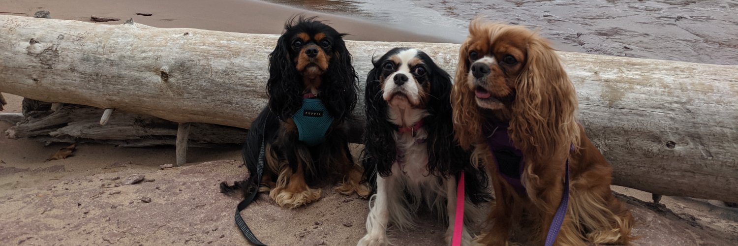 Melissa Collett banner