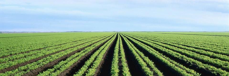 Elemental Enzymes banner