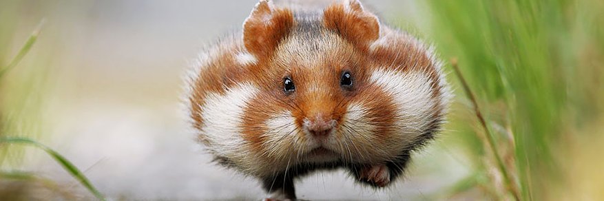 HamsterBcute's profile banner image