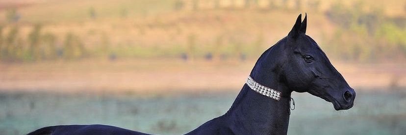 971ll_'s profile banner image
