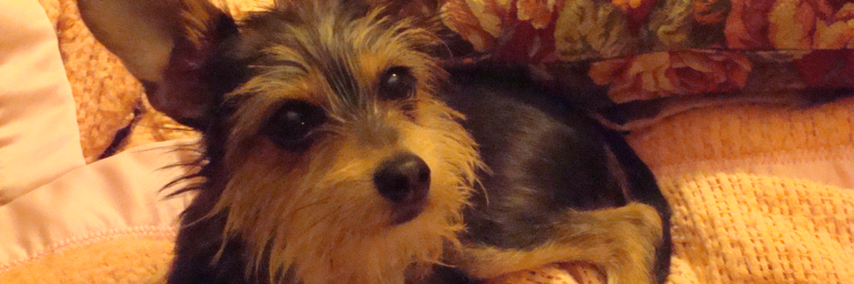 Charlie's Place 🐶😸 banner