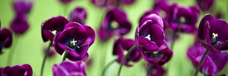 Carrie Shahan banner