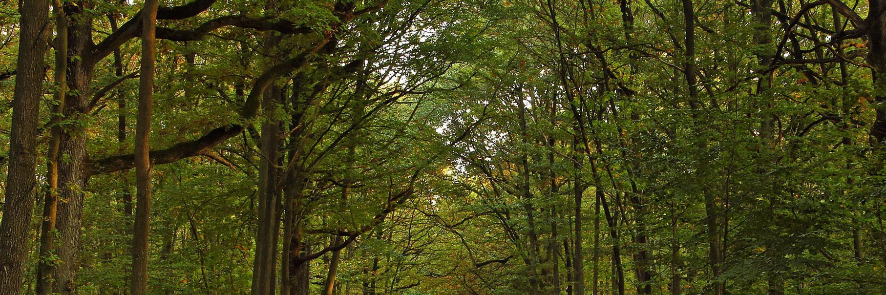 Parc d'Ecouves banner