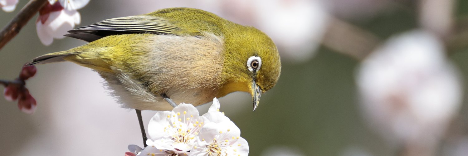 Kazunori ANDO banner