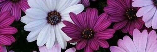 Anto_Chiarelli's profile banner image