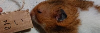 nikol_furewa's profile banner image