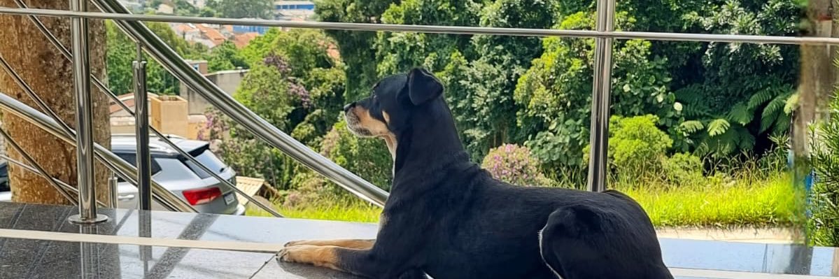pedrooluccaa's profile banner image