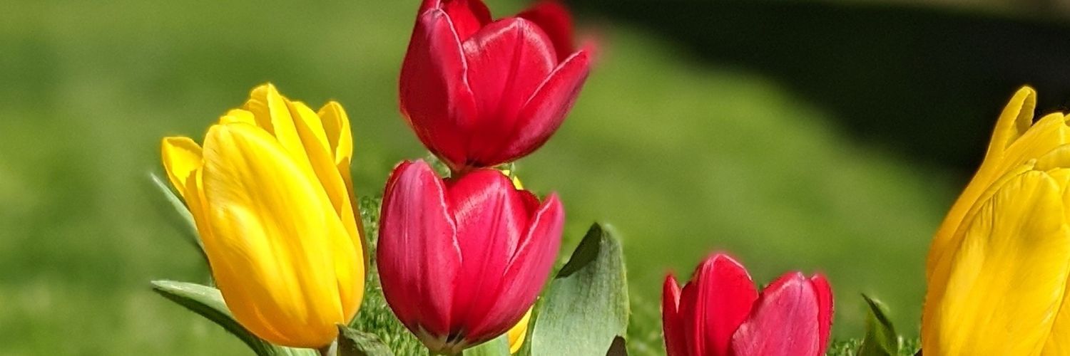chantannell's profile banner image