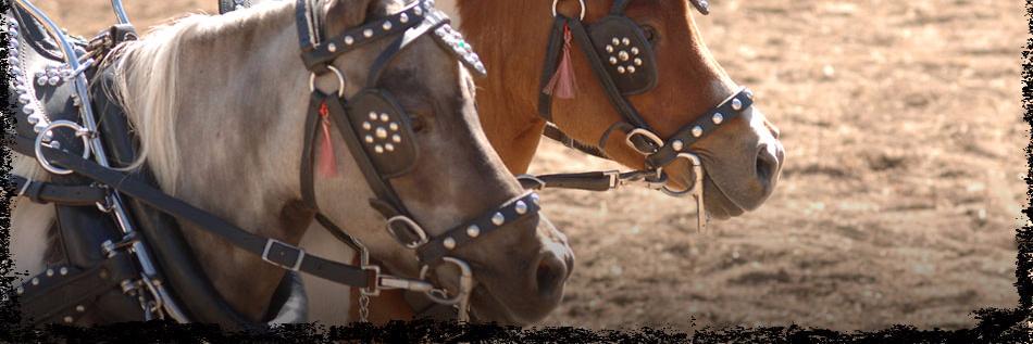 csminihorses's profile banner image