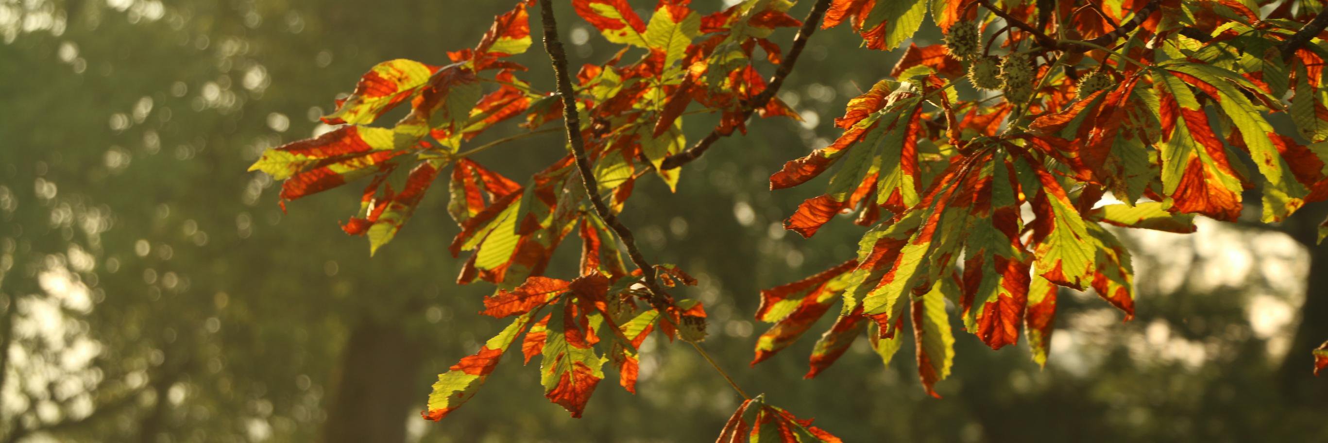 Joe_Kloe's profile banner image