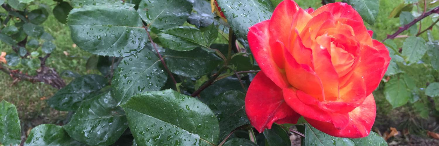 Dr. Beth Mertz banner