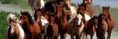 69wildpony's profile banner image