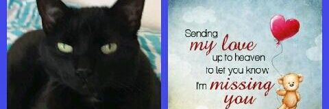 LittleHandsomeG's profile banner image