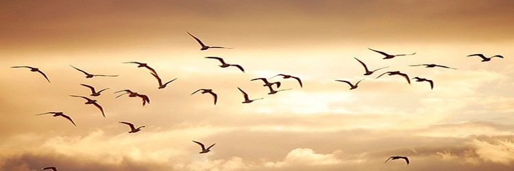 FpaezLuz's profile banner image