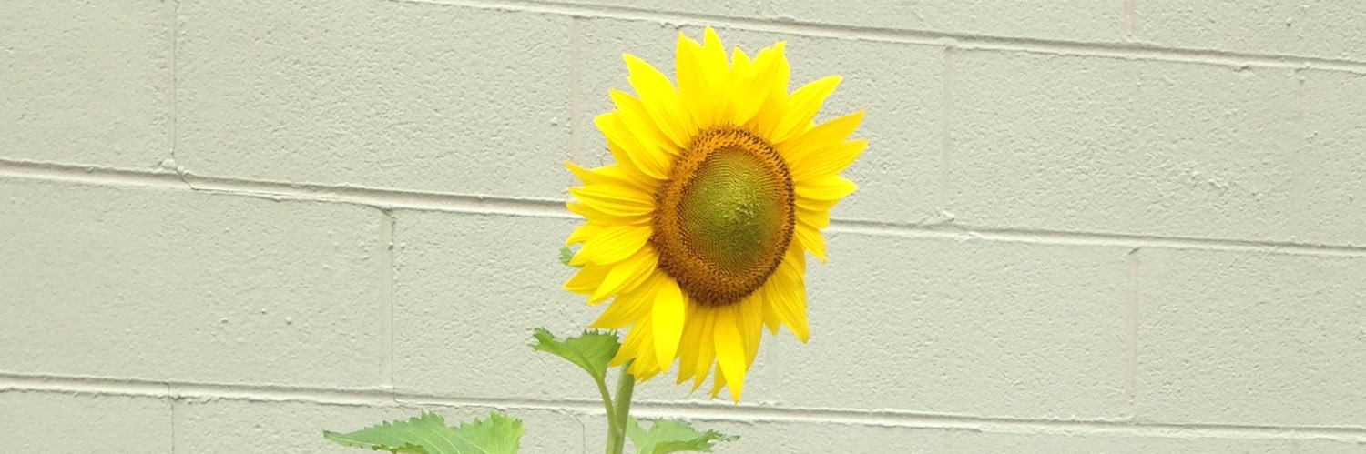 Heidi&Mabel 🇺🇸😷 🇺🇦🌻 banner