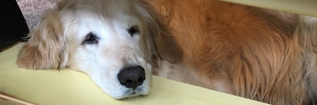 katiebrewer23's profile banner image