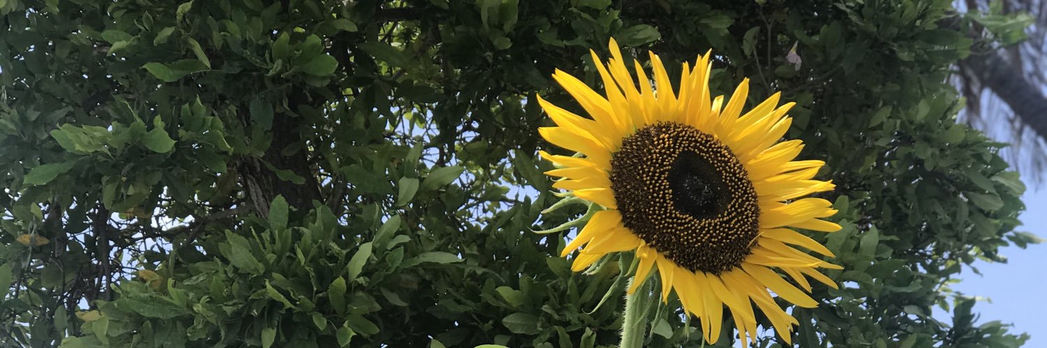 Sunflower 🌻🌻🌻 (@THECOLORSAGE) / Posts / X