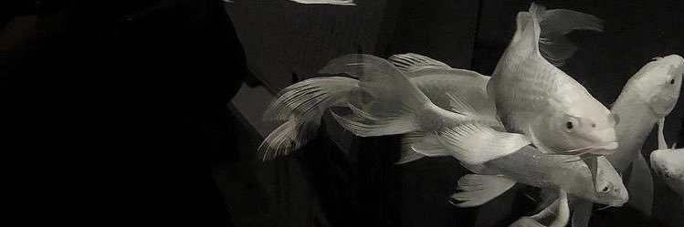 g banner