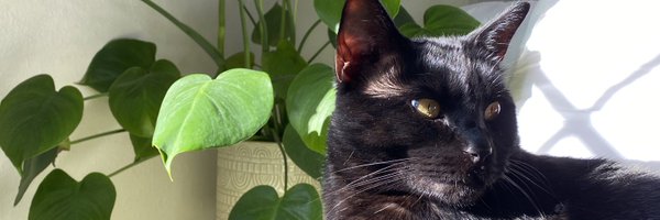 __aashh Profile Banner