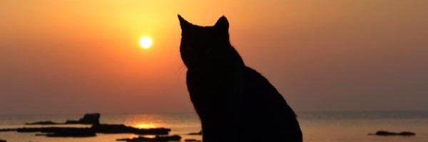 amezou104 Profile Banner