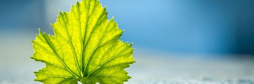 GreenMindHealth's profile banner image