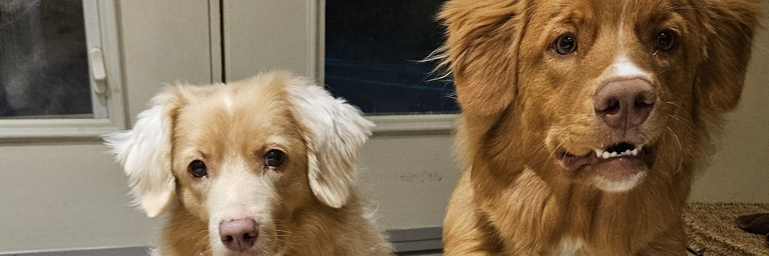 AOSWIFTIE's profile banner image