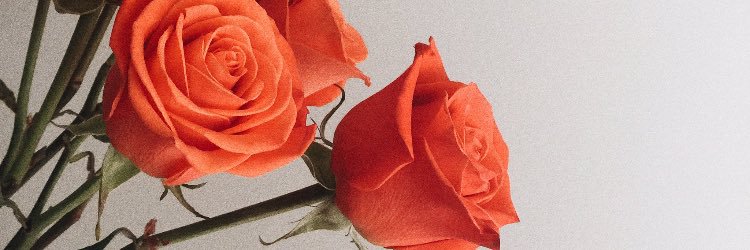 VelvetNoir_'s profile banner image