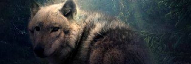 Mistyk_5's profile banner image
