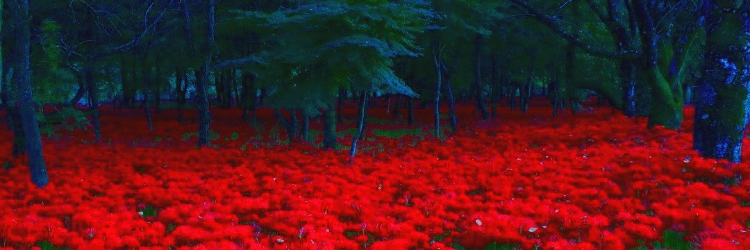 emptydistortion's profile banner image