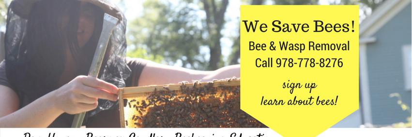BeverlyBees banner