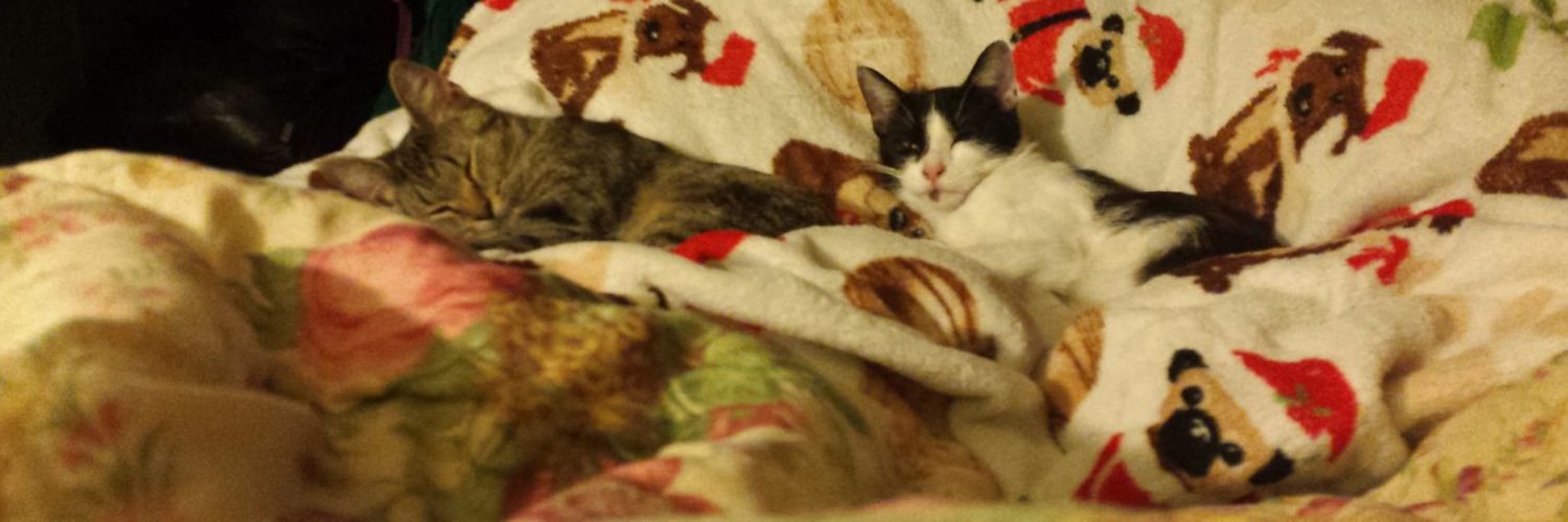 XKittenX247's profile banner image