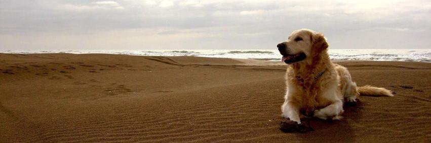 BestDog_Food's profile banner image