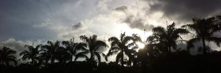 Daniela Pinto banner