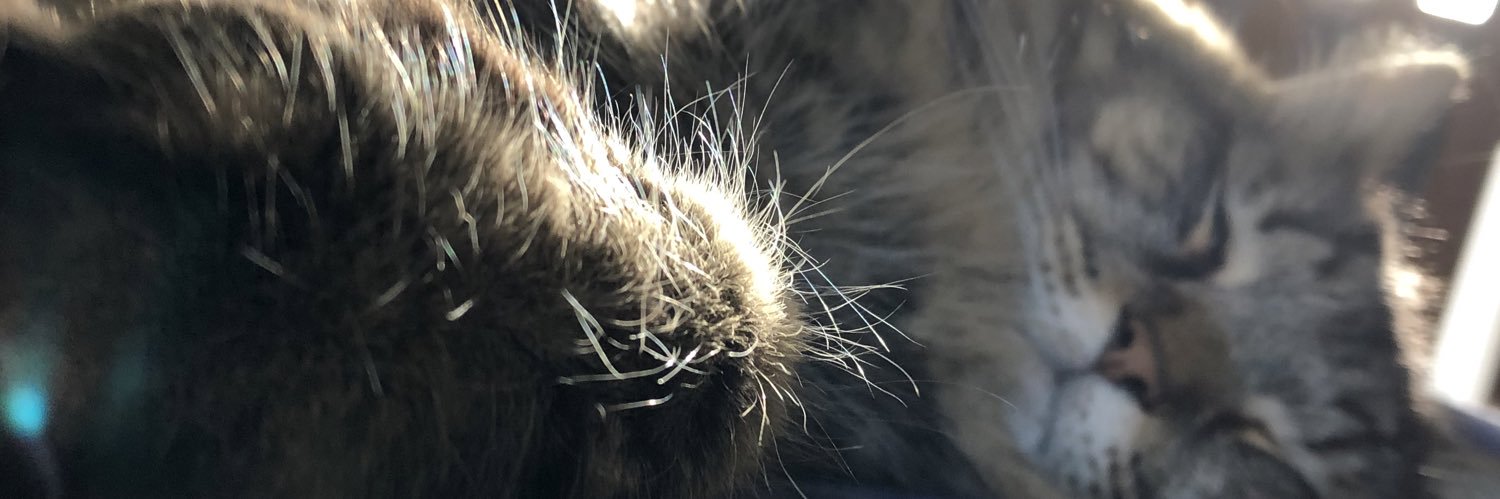GobbleTheGhoul's profile banner image
