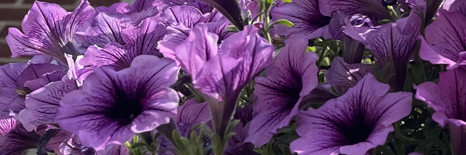 graceemilleer's profile banner image