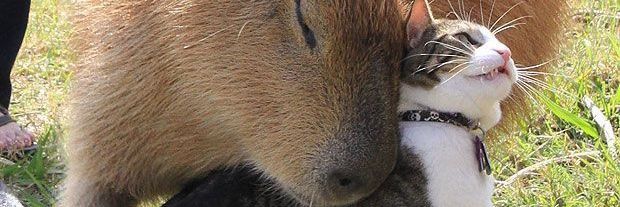 mmiranda_ls1's profile banner image