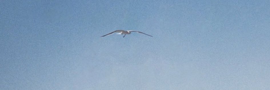 oreooriginall's profile banner image