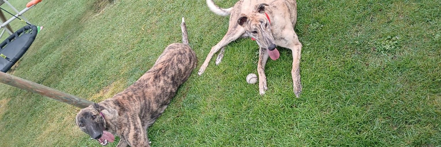BeamingKennels's profile banner image