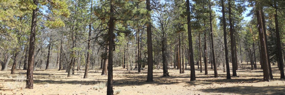 California Forest Management Task Force banner