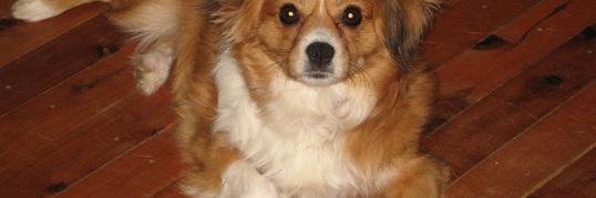 Lord & Lady Muk Raking. banner